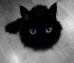 asklelemonylenny:  raven—-roth:  {Raven really wants this cat, or at least a cat like this. Really.}