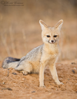 p-e-r-e-g-r-i-n-e:  cape fox (photo by morkel erasmus)   omfg i&rsquo;m in love with foxes.
