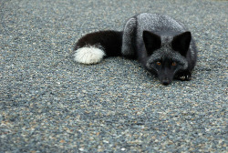  More Black Foxes