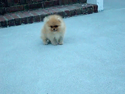 stay-foreverr-mindless:  reversehalo:  buffsopp:  nzutin:  Pomeranian puppy Benjamin at 8 weeks old    HNNNNNGGG!  ITS SO FLUFFYYY 