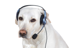 dogsdoingpplthings:  hello carol this is jill from life alert i need u 2 stay where u r help will arrive soon 