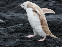 discoverynews:  Albino-Like Penguin Spotted