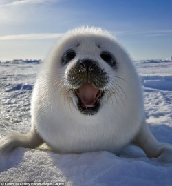 kqedscience:  Meet the incredible smiling seal!  How an intrepid photographer crawled across the ice on his stomach to get these amazing images   ME ME ME IM SEAL