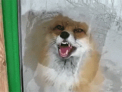 coopranderson:  sageoflogic:  sanityscraps:  Firefox encountered a problem with Windows.  Must always reblog.  Instant reblog every time.  How can you not reblog? The power of fox compels you!