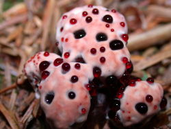  The Bleeding Tooth Fungus is a fungus that, when young, looks like a bleeding tooth. It’s a pale white color tinged with pinks and reds. Other names include Devil’s Tooth, Bleeding Hydnellum, Red-juice Tooth and Strawberries and Cream. 
