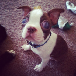 Lilly-Mouse:  This Is My Rescued Nine Week Old Boston Terrier Opie. He Was 2 Weeks