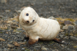 gay-isnt-an-emotion-ghirahim:  boasandersonia:  davekatwhisperer:  johndothewindything:  snoipahkat:  thefluffingtonpost:  Baby Seal Literally Redefines ‘Cute’ A baby seal has been discovered in South Georgia in the Sandwich Islands that is causing