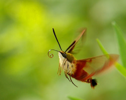 hankpeters:  buyobanana:  cubeybooby:  honeybeetea:  scootyshabooty:  OMG LOOK AT THIS THING THIS IS THE FIRST TIME I’M SEEING A HUMMINGBIRD MOTH OH MY GOD LOOK IT’S IT’S SO FUCKING HAPPY TO BE ALIVE IT’S LIKE “I’M A FLUFFY MOTH AND I AM OKAY