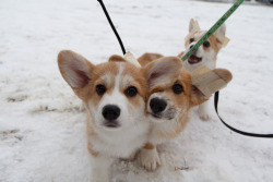 corgiaddict:  wafflesthecorgi:  Top photos: Waffles sister, Emma, his brother Moose, and Waffles in the background. Middle Left: Waffles and his daddy! Middle Right: Waffles telling Emma how pretty she is! Bottom: GROUP HUG More photos from the corgi