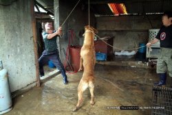 veganism-begins-at-home:  Dogs are hanged,