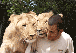 high-life-adtr:  officiallymavis:  you sir may never complain about your life ever again   I want pet lions that fucking hug me. 