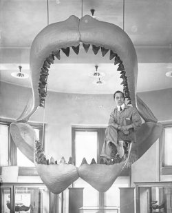 Fossil shark jaw