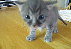 thisawkwardpotato:  4 week old kitten learns how to walk   I want a kitten so bad.