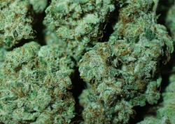 bl0winonmedicinal:  girl scout cookies  