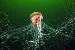 eduardo-:  Lion’s Mane Jellyfish, (Cyanea capillata). 