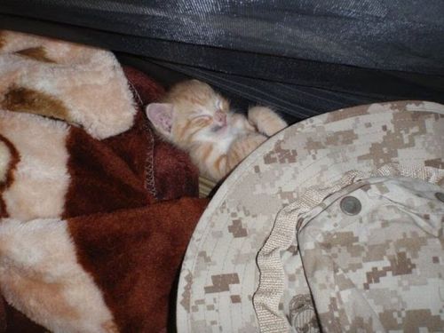 friendleaderp:   Kittens rescued by US Marines adult photos