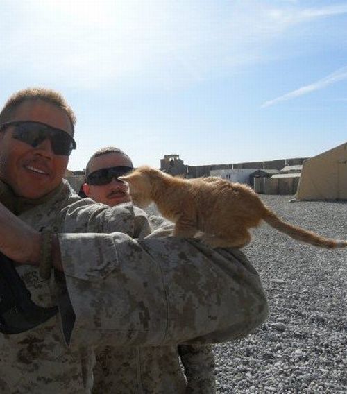 friendleaderp:   Kittens rescued by US Marines adult photos