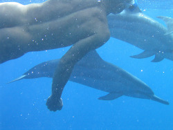 swimming with dolphins…