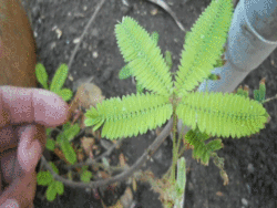 mangowater:  thinkharderanddirtier:   the plants name is called “makahiya” and hiya in tagalog means “shy”. whenever you touch the plants leaves, they immediately fold up together looking as if its really shy hence the name.   amazing 