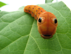 magicalnaturetour:  Spicebush swallowtail caterpillar (Papilio troilus) by Michael Hodge on Flickr. :) 