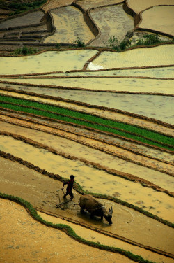cocolyshious:  Vietnamese Rice Terraces 