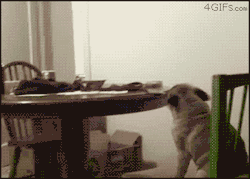 saveme-amazeme:  THIS IS MY ALL TIME FAVORITE GIF EVER