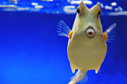 shujinkakusama:  cureempaffu:  fyeah-seacreatures:  Cowfish. By: Elida :) I think this is the same little guy from my icon! Different picture though.  cowfish are simultaneously the cutest fish and one of the worst fish  PRECIOUS BB. EHNEKS. 