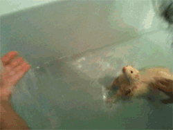 breeewest:  promo4homo:  this gif is the only things that matters in life   I wish my ferret enjoyed baths as much as this one