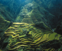 sh-ift:  deoxify:  What makes the Banaue rice terraces a world wonder? Just like the remarkable build of China’s great wall, the complex and extensive system of terraces was built largely by hand by the early ancestors of the indigenous people in the