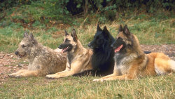 fy-herdingdogs:  The Four Belgian Shepherd Varieties (Laekenois, Malinois, Groenendael/Sheepdog and Tervuren)
