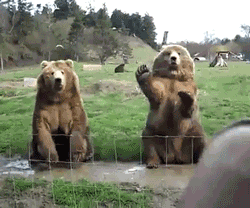     the look on their faces though. its like “omg, charles. charles, charles. THE HUMAN IS WAVING. WAVE BACK, HURRY.”  This is the best thing I have ever seen  BEARS  reblogging again because I cannot freaking contain myself so cute 