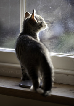 ponzuthecat:  I look out at the world …and