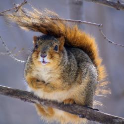 thefluffingtonpost:  Squirrel Fashion Tip: Use Your Tail for