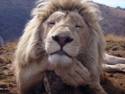 dustyfleas:  bigcatsblog:  Picture with kind permission from Kevin Richardson - The Lion Whisperer  