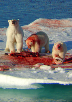 sahgnoma:  rosiequartz:  I thought they only drank coca cola  How cute 