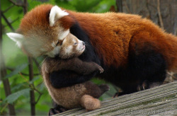 llbwwb:  Red Panda learns how to lift and carry her Baby:) via:cuteoverload. 5 pictures that are so funny. Want to see more? 