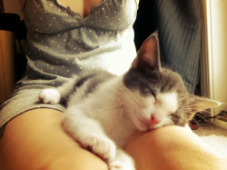drugfreevince:  kittenskittenskittens:  1/3 of my babies. This one is named Harmony Korine. http://jemscaforever.tumblr.com  (via imgTumble)
