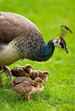 fairy-wren:  peahen with chicks (photo by colin white) 