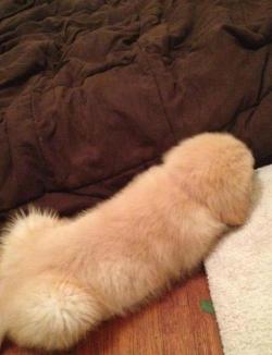 whorem0anz:  My dog looks like a fuzzy penis.