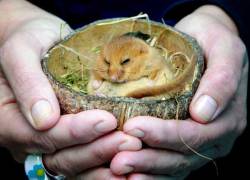 thedailywhat:  When Life Imitates Alice In Wonderland of the Day: An adorable sleepy dormouse was found snoring inside a tea shop in Lyme Regis and brought to the Secret World Wildlife Rescue Centre in Somerset inside coconut shell. He reportedly awoke