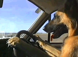  i like to call this&hellip; the road dog :)