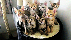 nightmareloki:  mrkinch:  They are almost as coordinated as a flock of birds or a school of fish.  -HORRID SILENT SCREAM-  When I saw this, I literally hissed this parched rasp of, “Cats.”