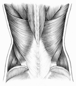 dainfagerholm:  Lumbar Muscle Region (by Tamityville) 