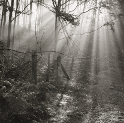 swallows-wings:   Faye Godwin, Fence, Parkland Woods, 1985. From the Secret Forest of Dean Series. Magical :)  