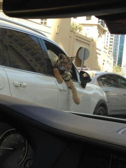 sexponents:  aye bro we just fucking passed you how does it feel to be passed by a guy with a fucking tiger chillin out the window man 