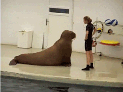 adriofthedead:  eat-healthy-train-hard:  loveislikepaint:  rachelzaney:  I WOULD WORK OUT EVERY DAY IF MY WORK OUT PARTNER WAS A WALRUS  Omfg that walrus is doing sittups. Omfg  His form is almost better than mine.  that walrus is doing sit ups, I can’t