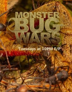         I am watching Monster Bug Wars                                                  1958 others are also watching                       Monster Bug Wars on GetGlue.com     