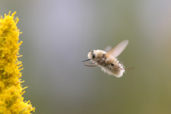 askgrindel:  mazarin221b:  knitmeapony:  catbountry:  bogleech:   IT’S A HUMMINGBEE  These are BEE FLIES! Harmless to everything else, these precious little cutie pies sneak their eggs into beehives, where their larvae can parasitize bee larvae and