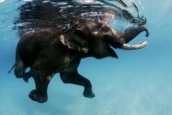 magicalnaturetour:   Daniel Botelho Photographer ~ Rajan - the last swimming elephant:)