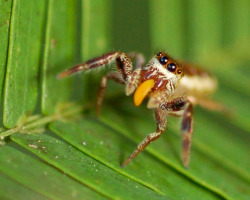 animalplanet:   “Surreal” Vegetarian Spider Found — A First A new discovery has taken the bite out of spiders’ status as meat-eaters. A tropical jumping spider that eats mostly plant buds has been identified, a new study says—making it the only